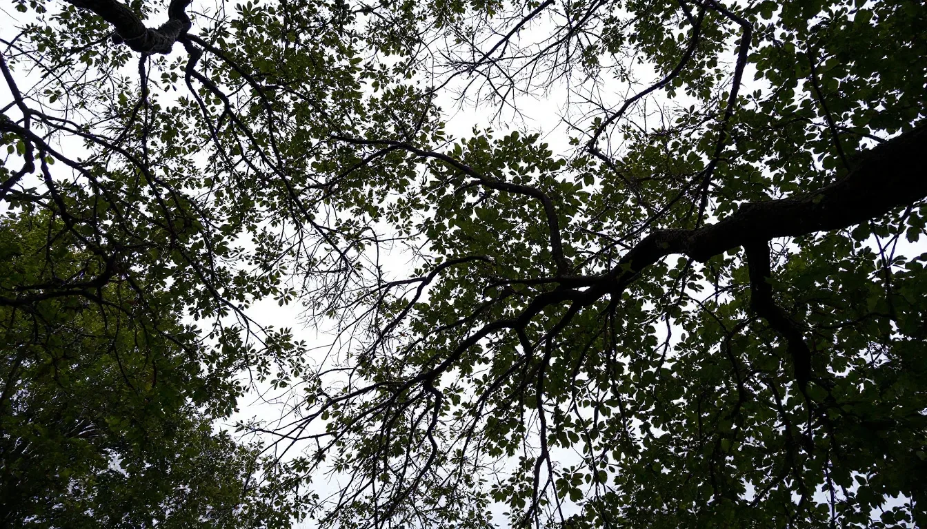 Tree Crown Reduction in Canton